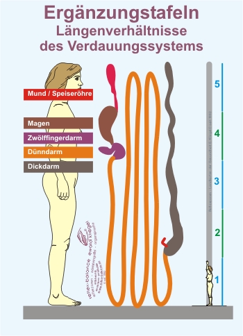Reflexzonen Ergänzung - Längenverhältnisse des Verdauungssystems
