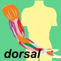 Ewald Kliegel - Reflexzonen - Myotome dorsal