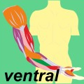 Ewald Kliegel - Reflexzonen - Myotome ventral