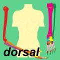 Ewald Kliegel - Reflexzonen - Sklerotome dorsal