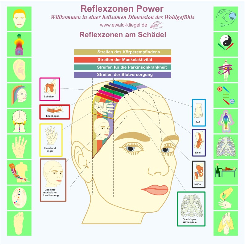 Reflexzonen Power Ewald Kliegel Reflexzonen am Sch&auml;del