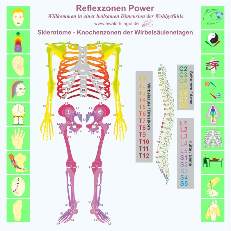 Reflexzonen Power Ewald Kliegel Sklerotome ventral